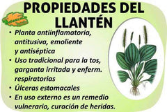 Llanten