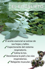 Eucalyptus Oil