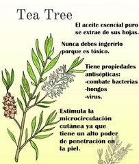 Tea tree