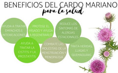 Milk Thistle (Cardo Mariano)
